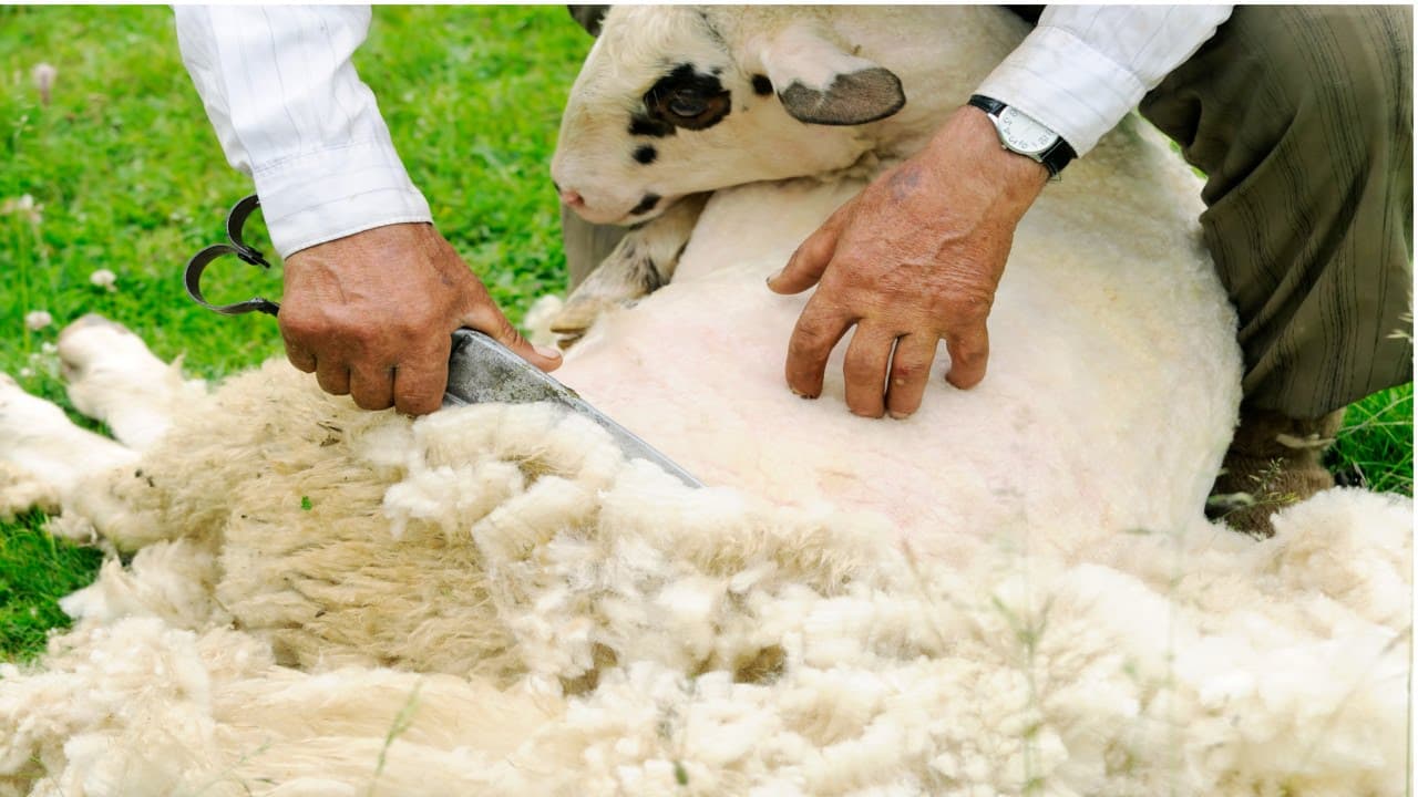The Importance of Shearing for Sheep Welfare